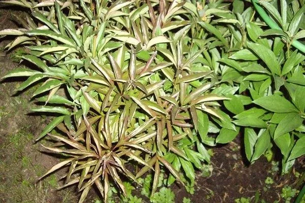 болезнь Лемуана у пиона