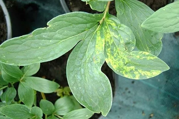 лист с признаками вируса мозаики