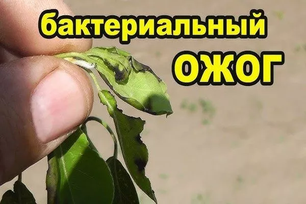 как выглядит бактериальный ожог на листьях