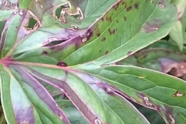 бактериальная пятнистость