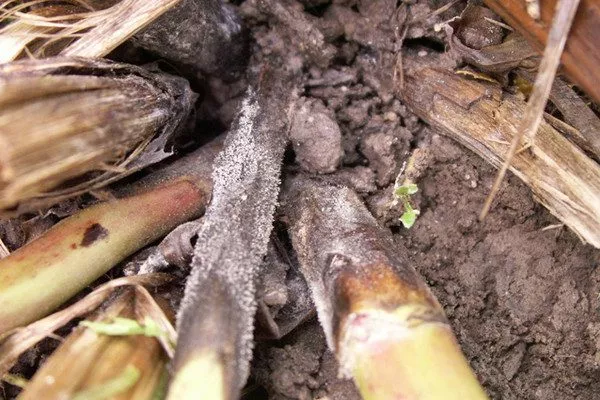 низ куста, поражённого серой гнилью