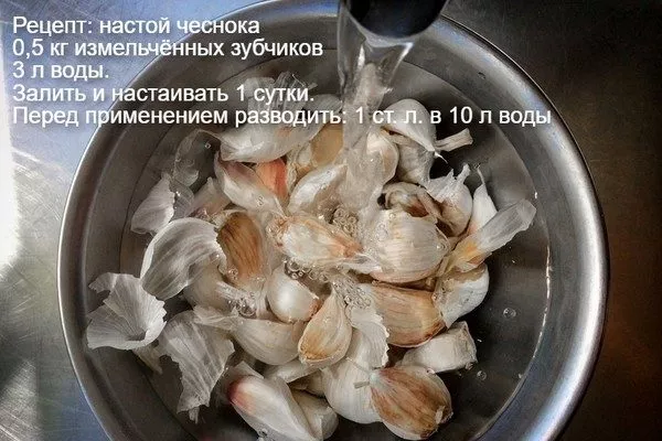чесночный настой от серой гнили