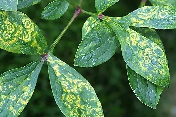 кольцевая мозаика и пиона