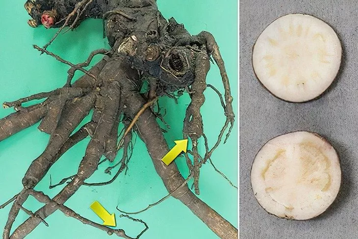 корни пиона, поражённого болезнью Лемуана