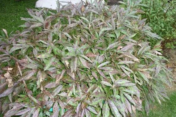 ржавчина пиона