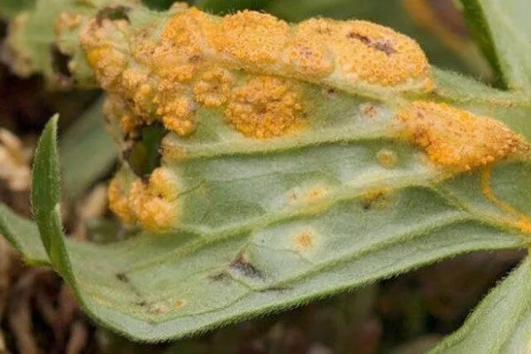 симптомы ржавчины на листве