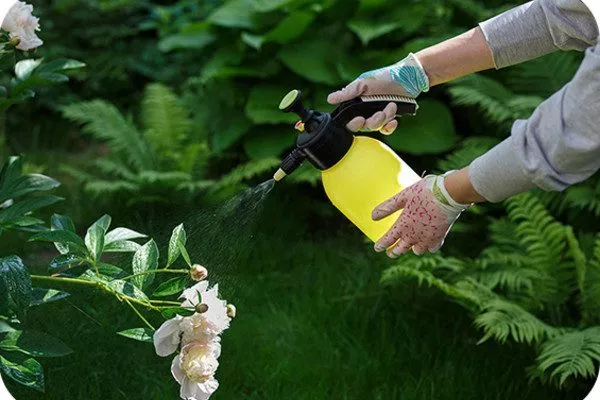 профилактическая обработка куста пиона