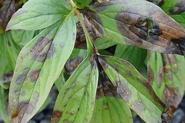 бурая пятнистость пиона