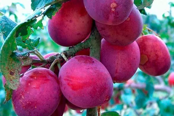 Болховчанка