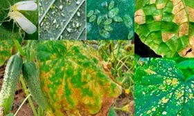 Борьба с болезнями и вредителями огурцов Санькина любовь1