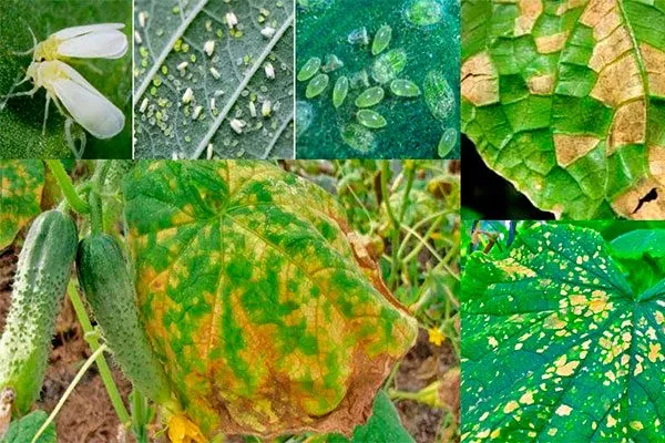 Борьба с болезнями и вредителями огурцов Санькина любовь1