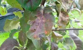 Борьба с болезнями Яблоня Беркутовское3