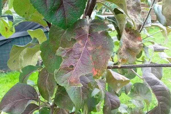 Борьба с болезнями Яблоня Беркутовское3