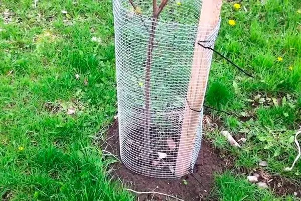 Борьба с грызунами трескается кора груши4