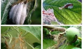 Борьба с вредителями Яблоня Беркутовское4