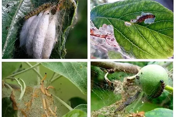 Борьба с вредителями Яблоня Беркутовское4