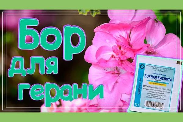 Борная кислота как удобрять пеларгонию10