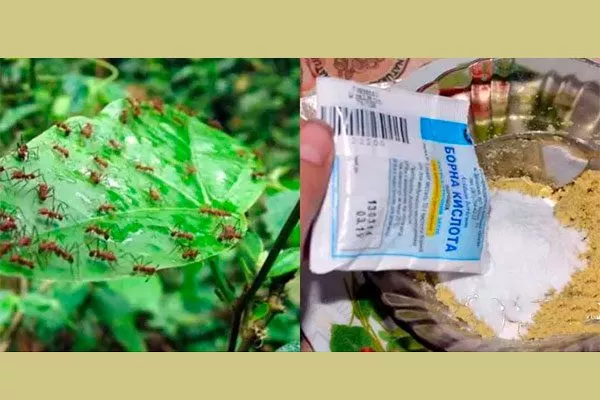 Борная кислота Тля на груше7