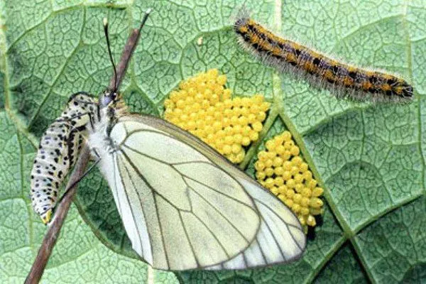 Боярышница Болезни вредители ирги4