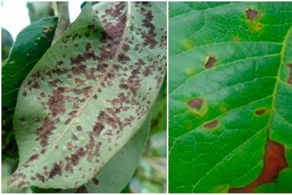 Бурая пятнистость Болезни вредители ирги5