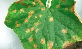 бурой пятнистостью огурцов Шопен2