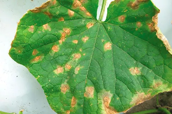 бурой пятнистостью огурцов Шопен2