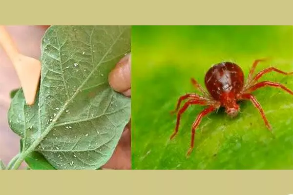 Бурый плодовый клещ болезни алычи2