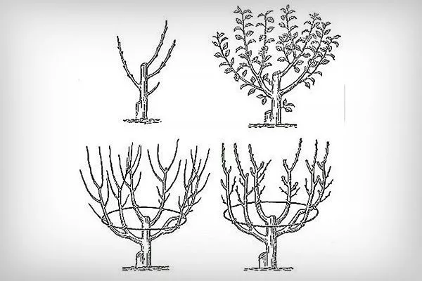 Чашеобразная Обрезка яблони66