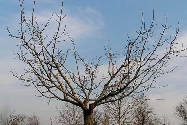 Чашеобразная2 Обрезка яблони67