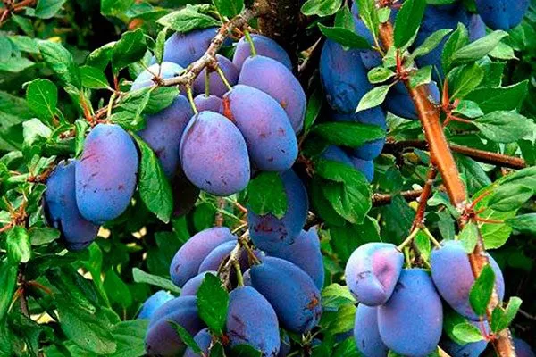 Чебаркульская для сибири и урала62