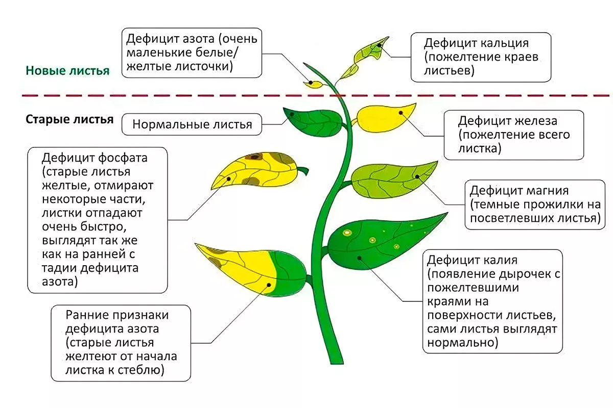 Чего нехватает алыче