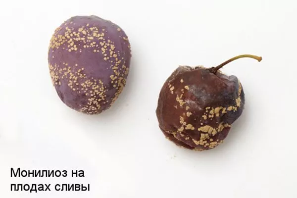 Чем опасна плодовая гниль