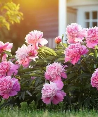 пышное цветение пионов возможно благодаря правильной подкормке