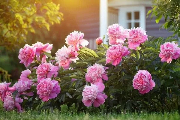 пышное цветение пионов возможно благодаря правильной подкормке