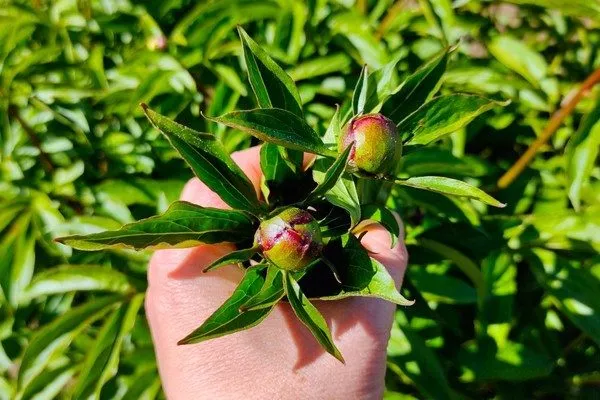 начало бутонизации у пиона