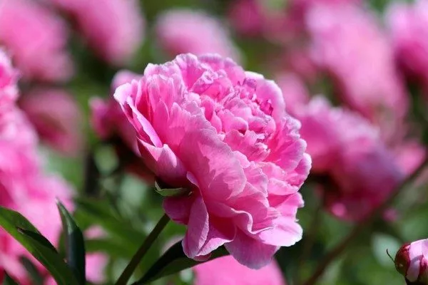 фаза цветения пиона