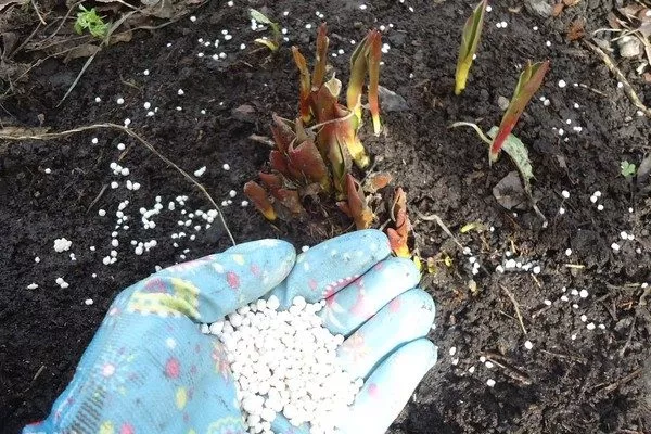 подкормка пиона ранней весной