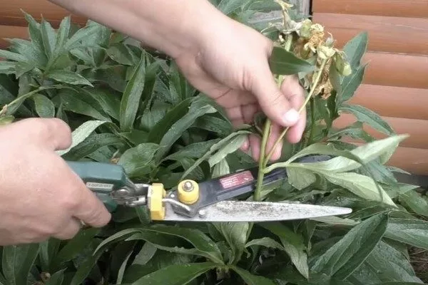 пион после цвеения