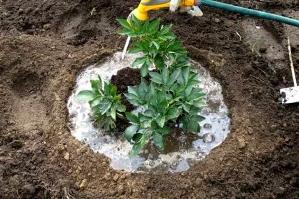 полив пиона после внесения подкормки