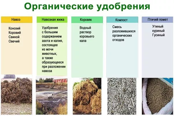 основные виды органических удобрений для пионов