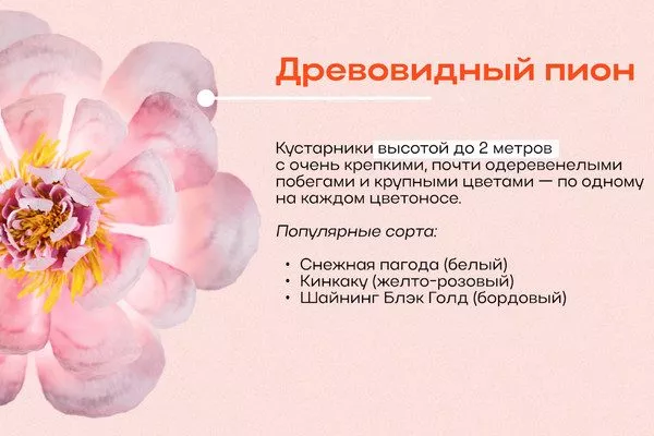что такое древовидный пион
