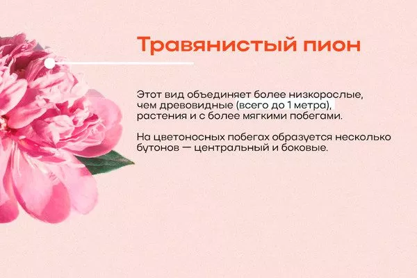 что такое травянистый пион