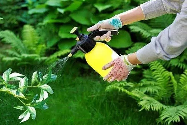 внекорневая подкормка пиона