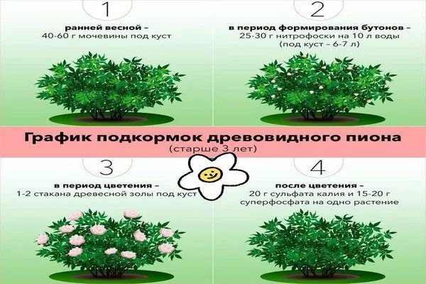 график подкормки древовидного пиона