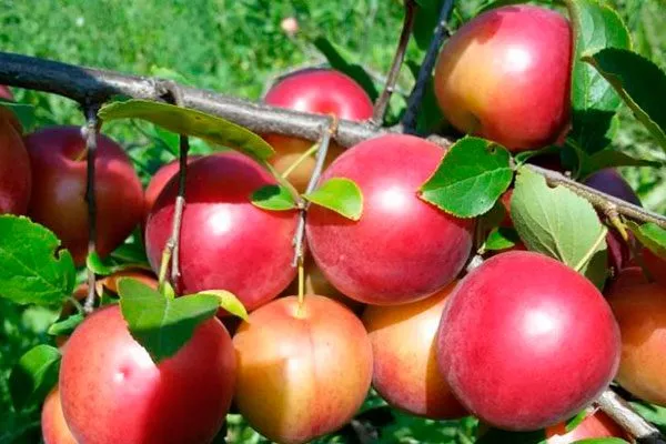 Чемальская для сибири и урала63