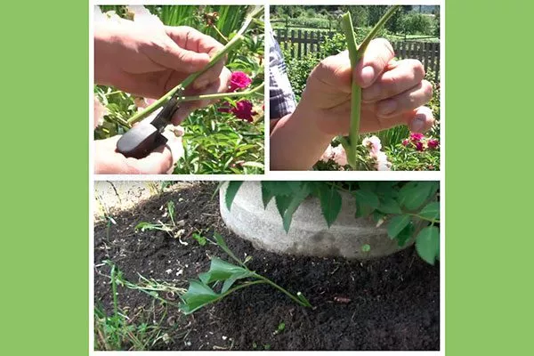 черенкование методы размножения пионов48