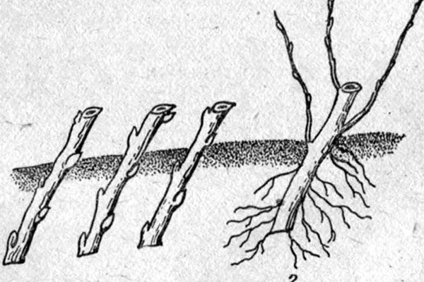 Черенкование Размножение ирги28