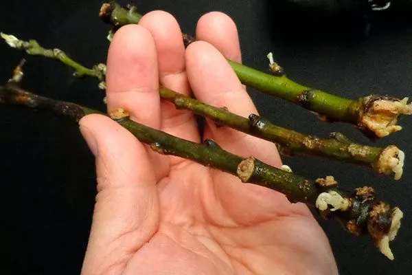 Черенкованием груши Память Жегалова29