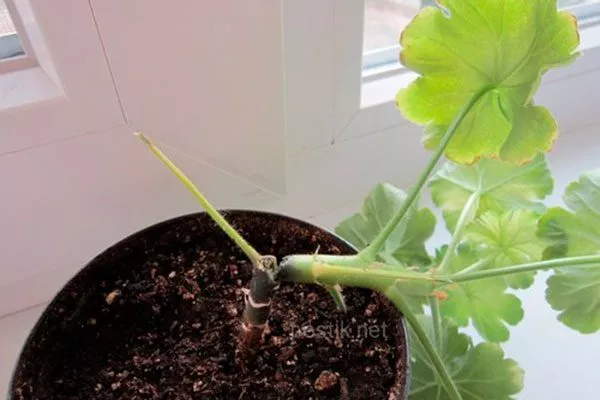 черная ножка болезни у пеларгонии27