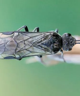 Черный сливовый пилильщик способы борьбы24